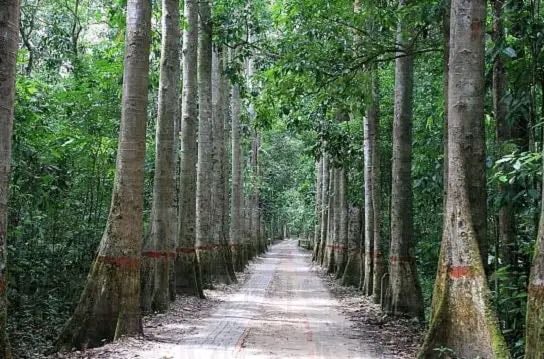 Lawachara National Park