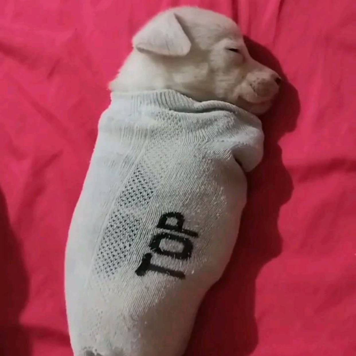 ver bicho dormindo - psssrinho, gato, cachorro, tamanduá - se ser