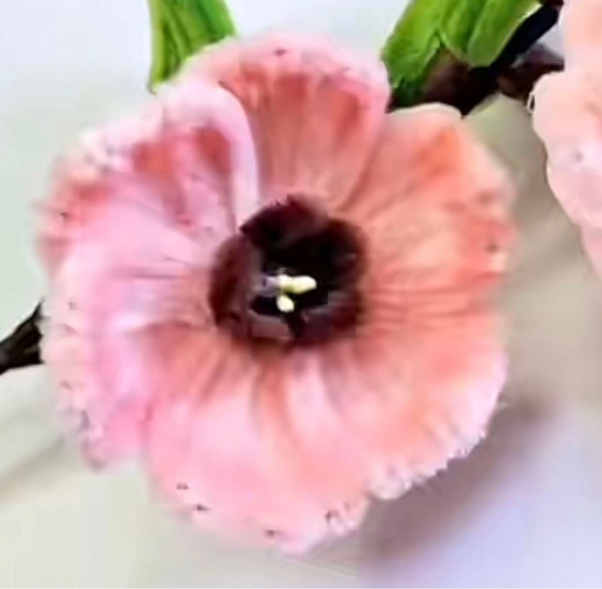 Dahlia 10