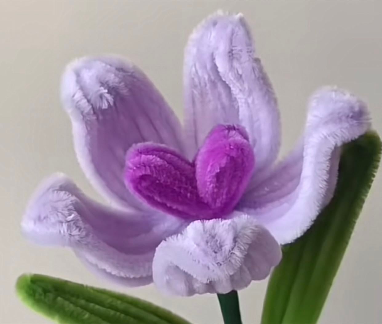 Tulipan corazón