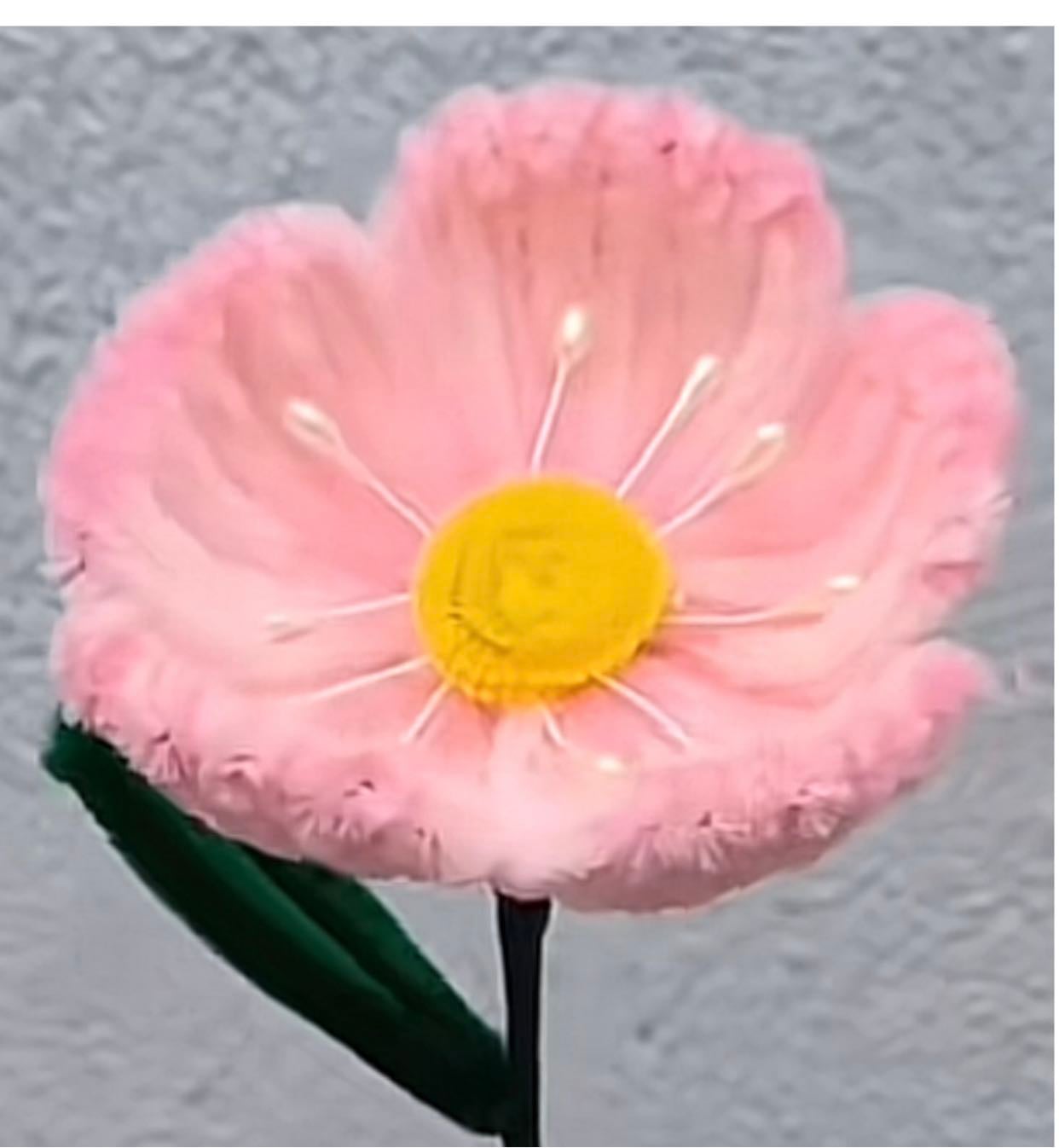 Amapola