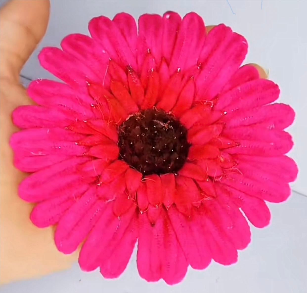 gerbera planchada 2