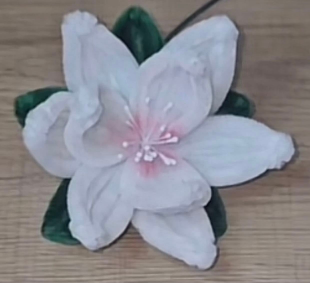 Mangolia 6