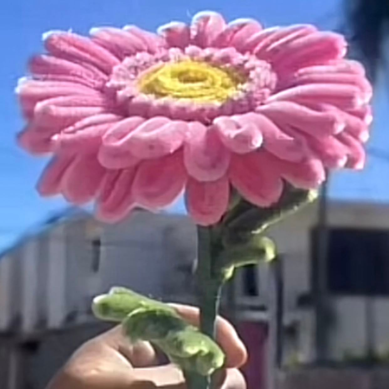 gerbera 3