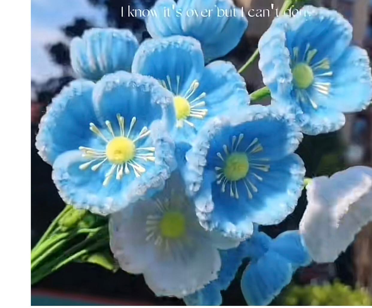 Amapola 3