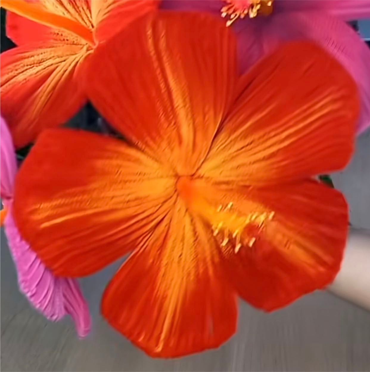 Hibisco gigante