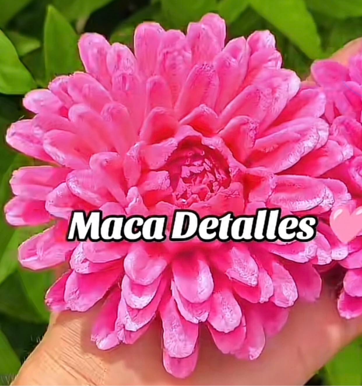 Dahlia 11