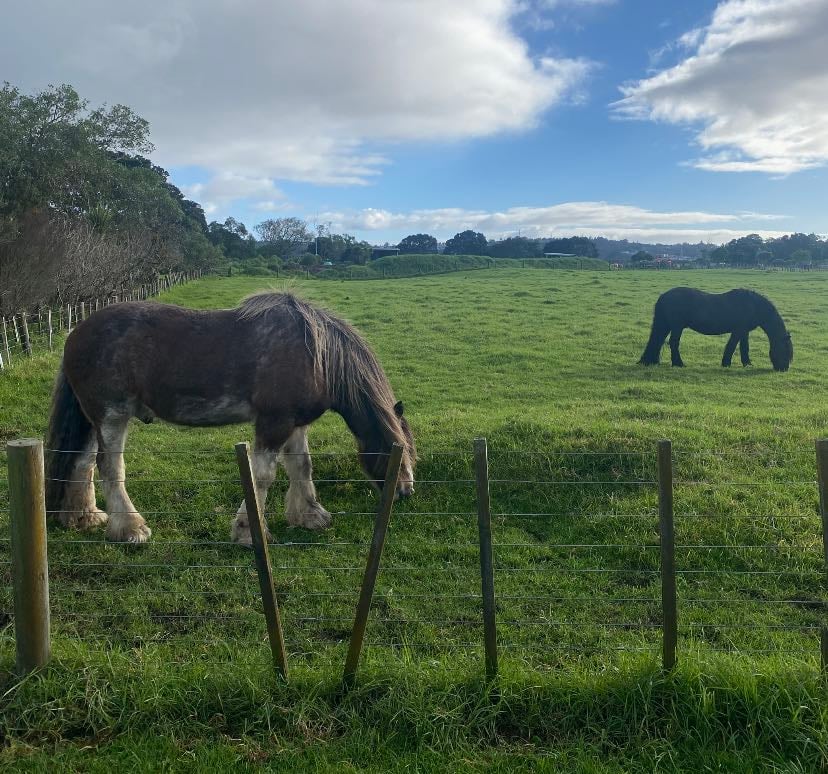 Auckland Spots