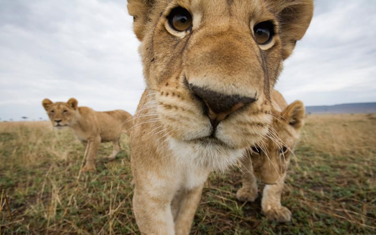 If a lion did a good deed, would we understand it? | Aeon Essays - Aeon Magazine