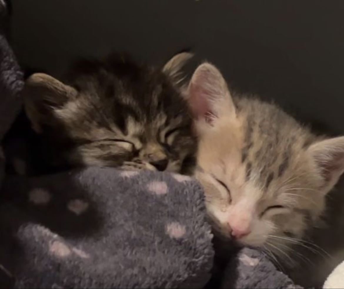 cats