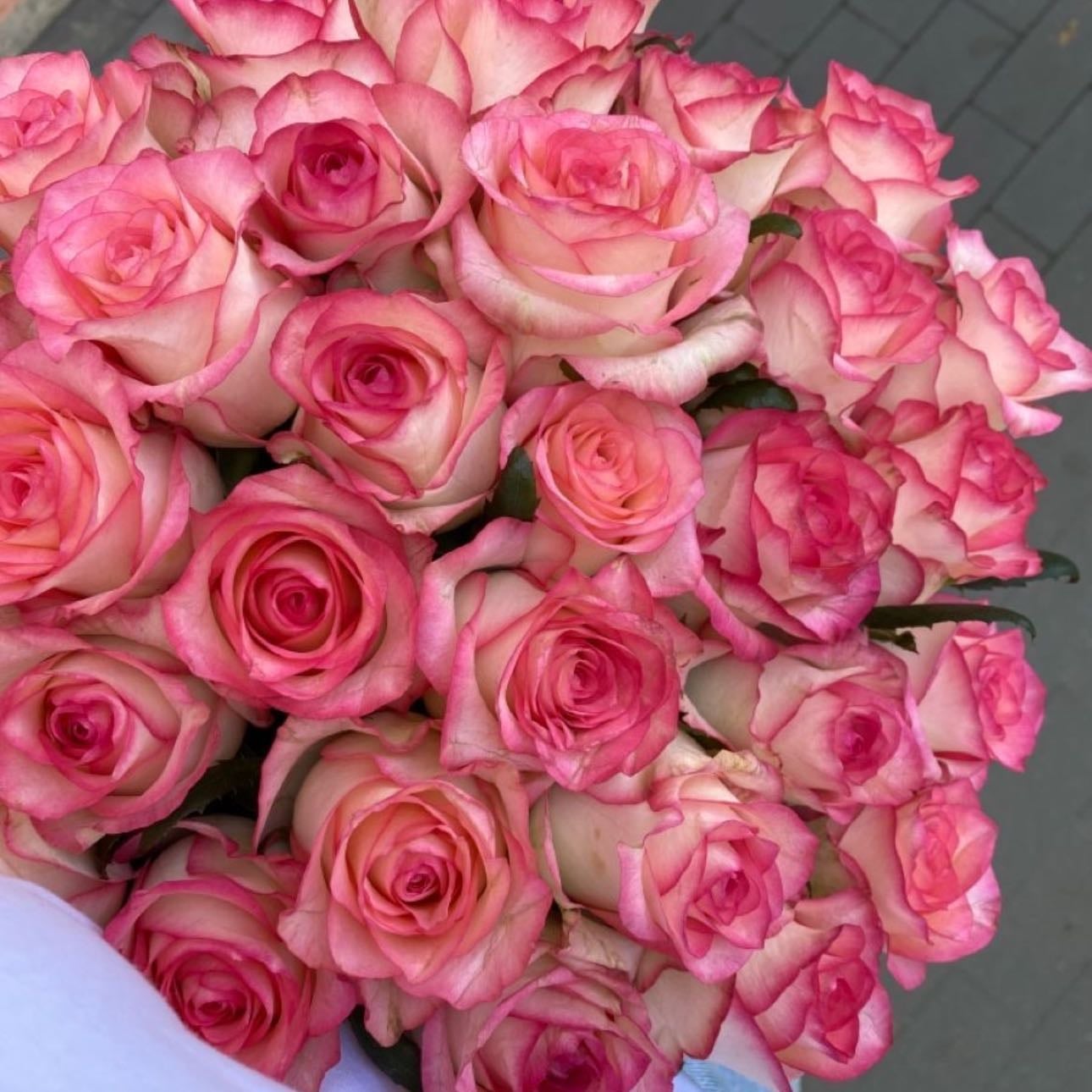 Pink roses - Happiness, sweetness and grace