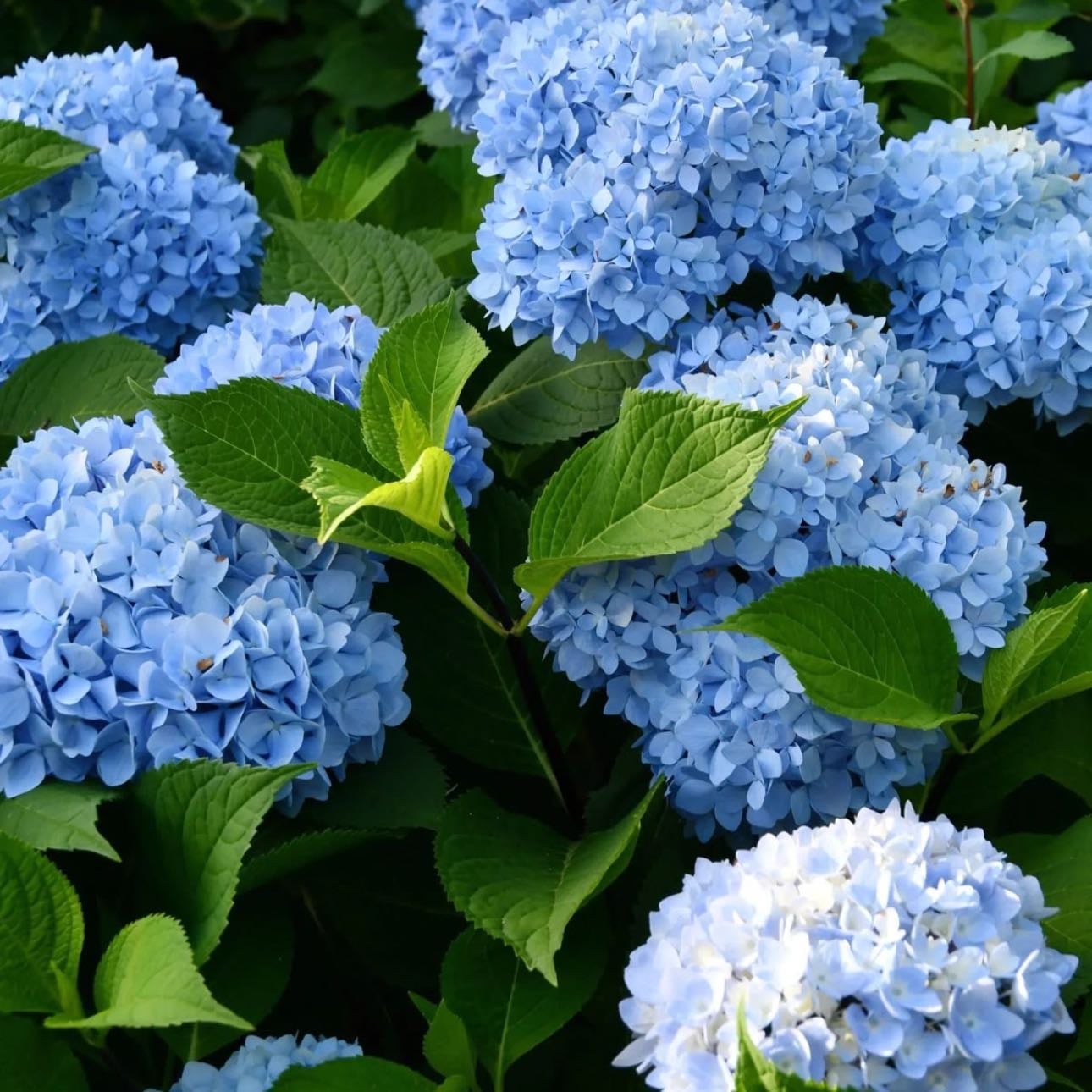 Blue Hydrangea - Apologies, gratitude and understanding