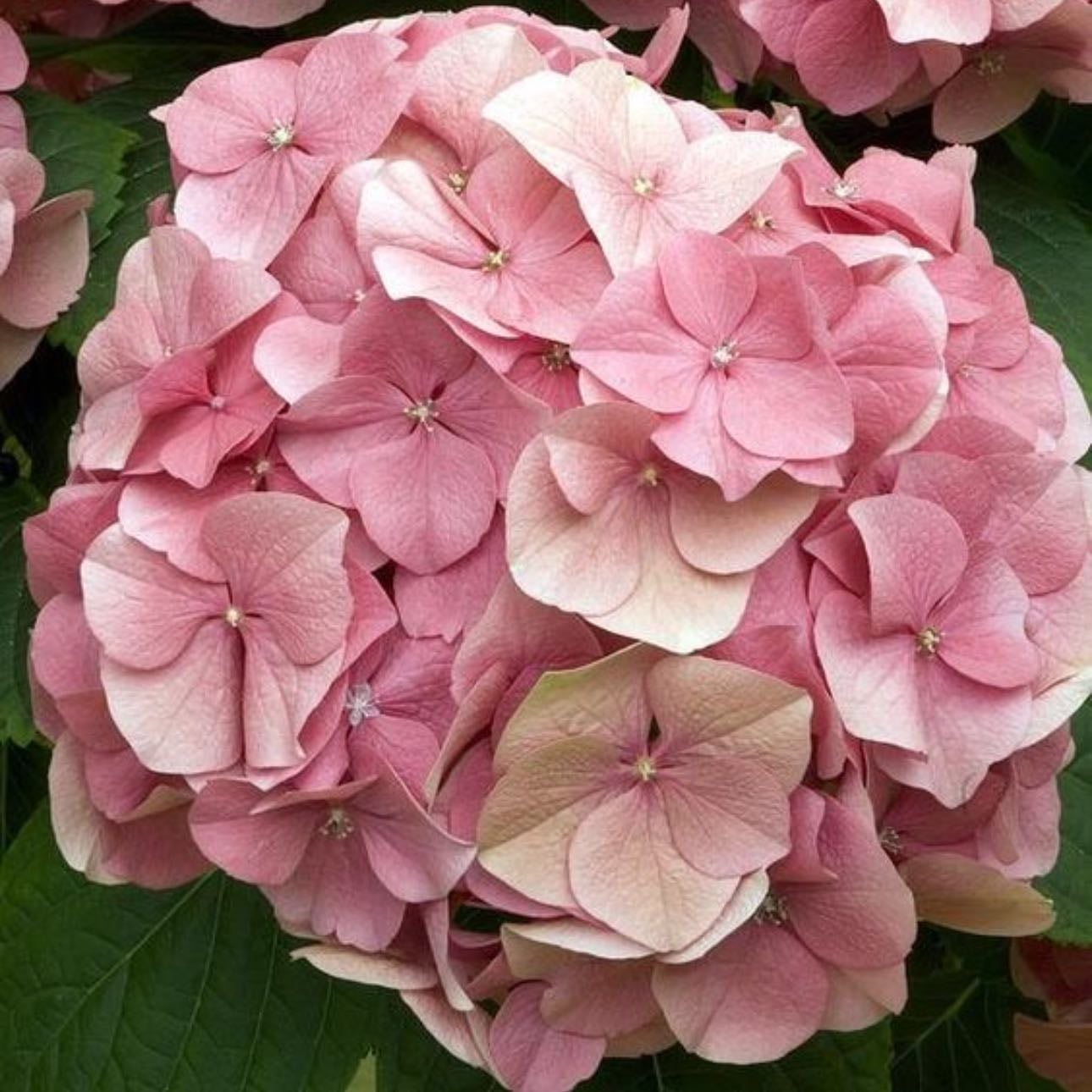 Pink hydrangea - Sincere emotions, romance and true feelings