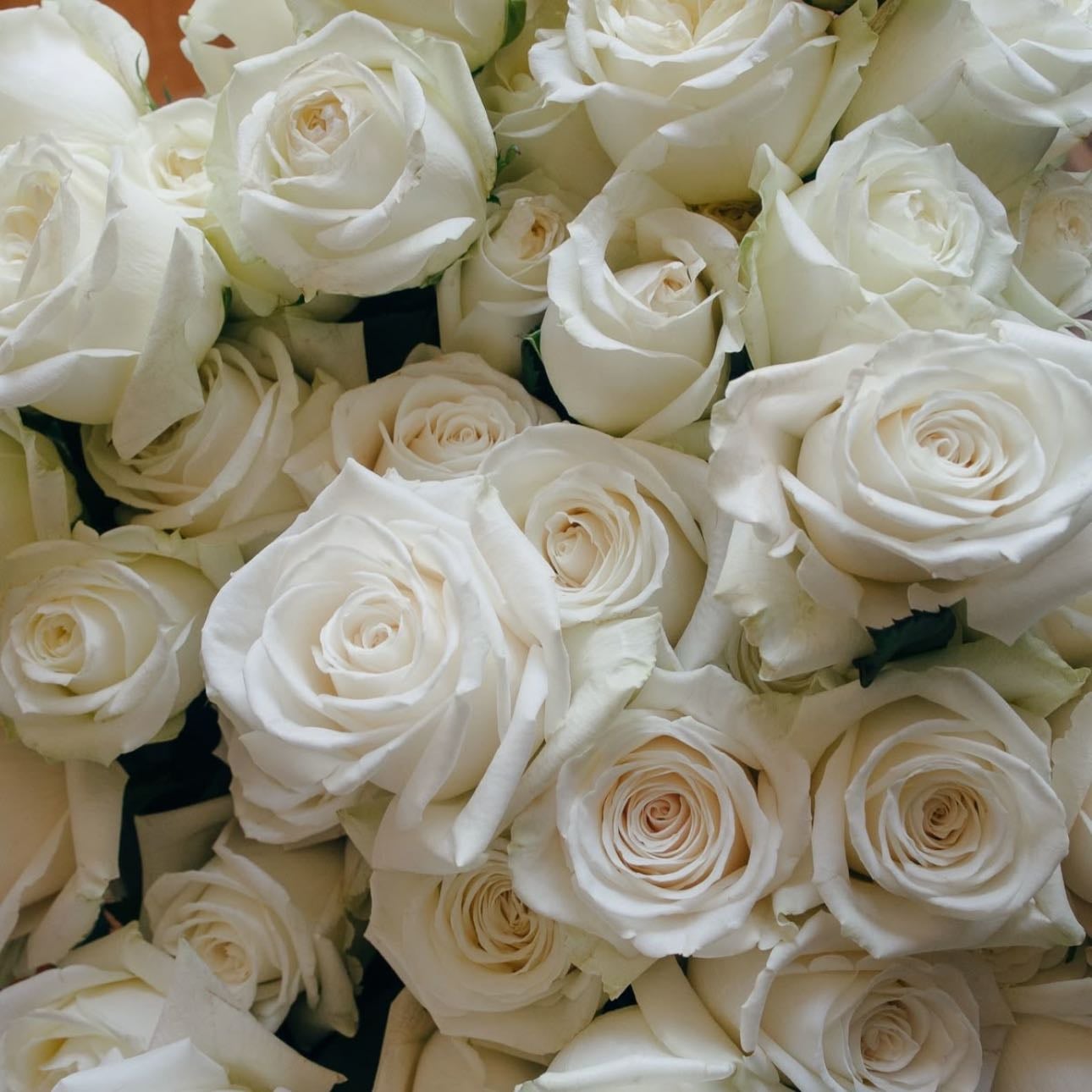 White roses - New beginnings, purity and innocence