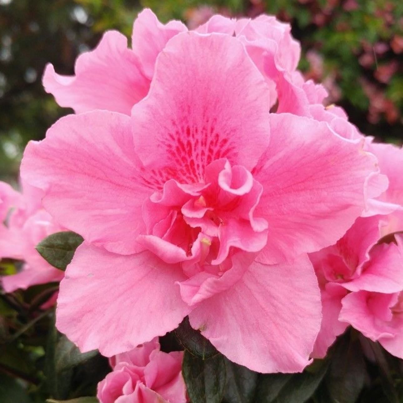 Pink azaleas - Wealth, family and family duty