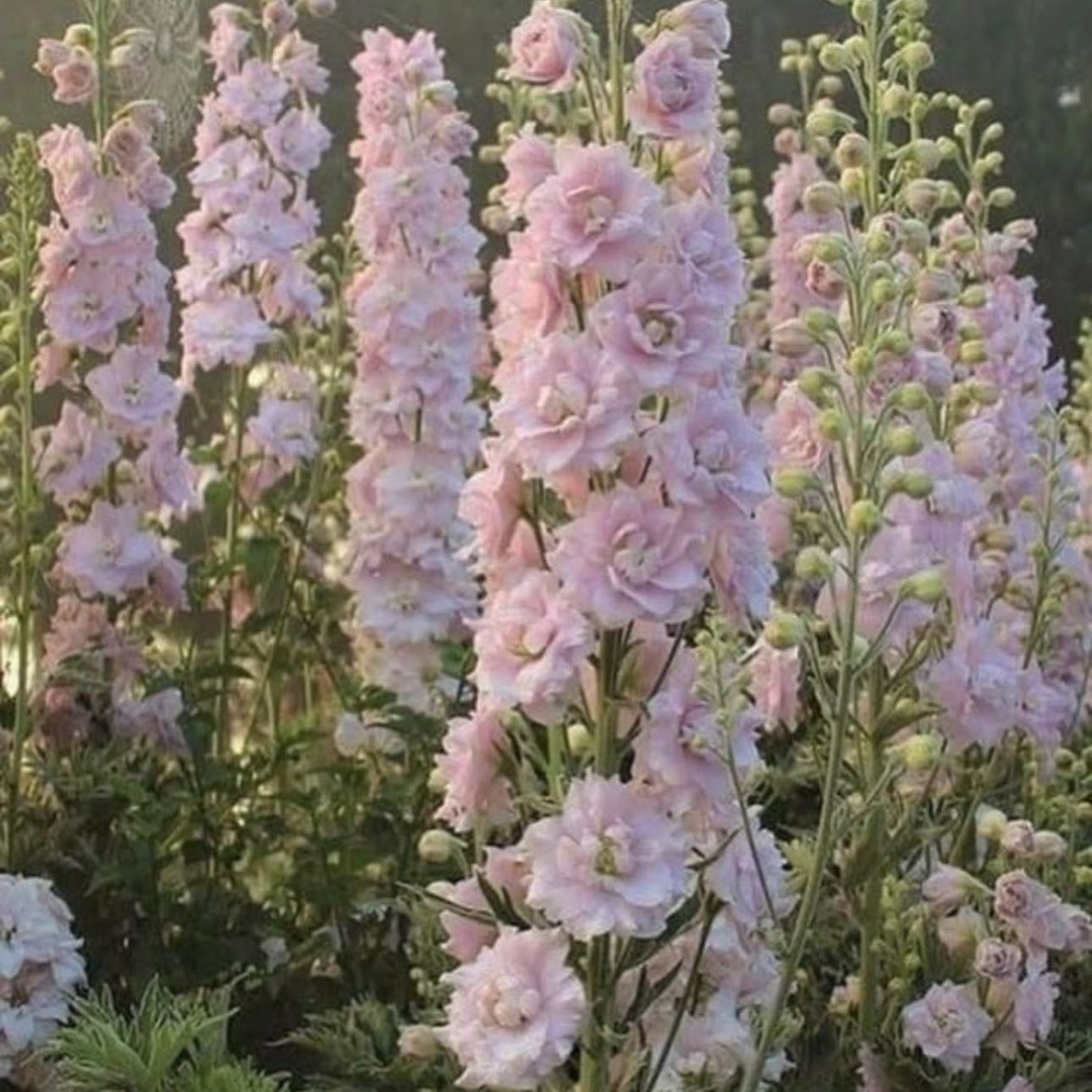 Pink Delphinium - Youth and rejuvenating