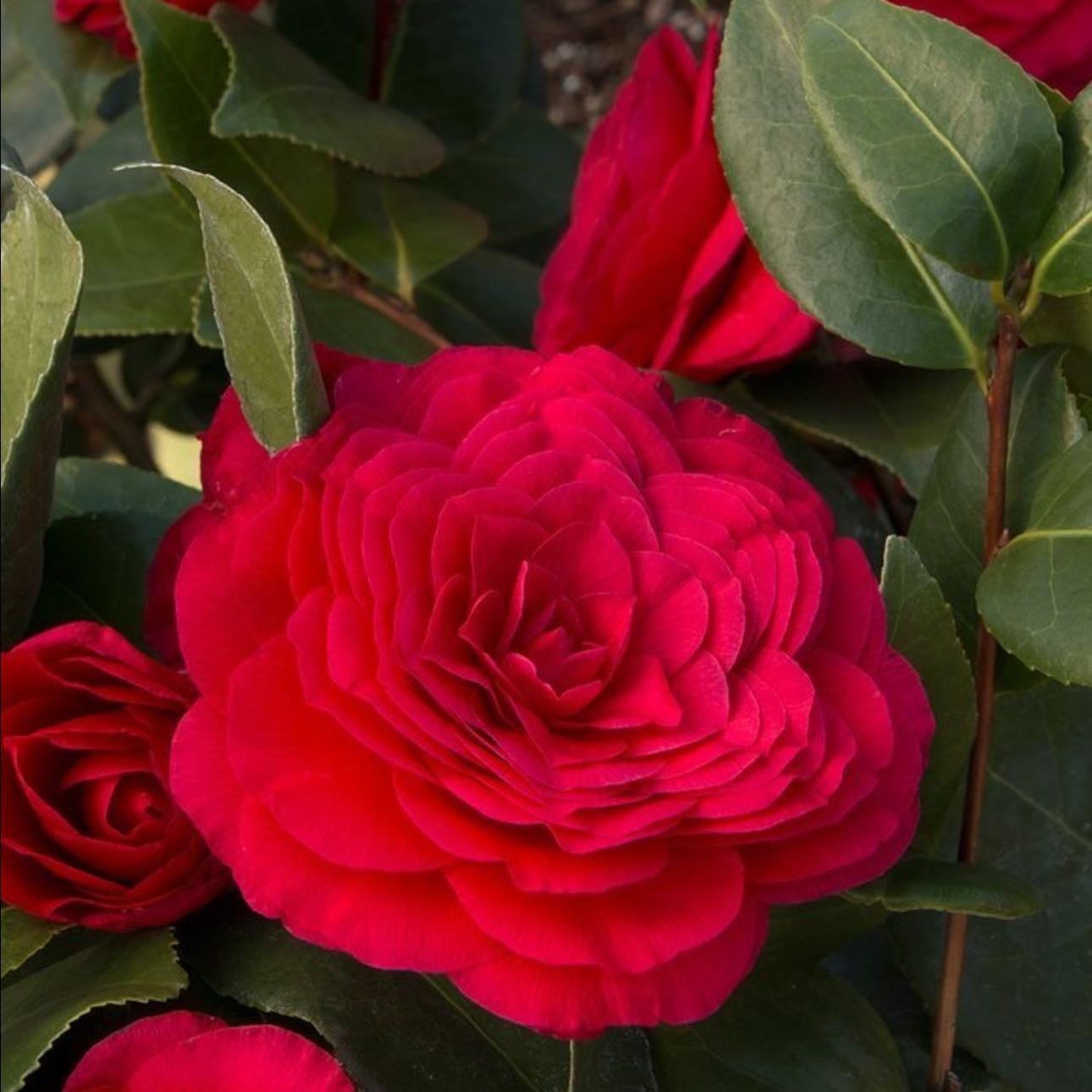Red Camellias - Love , passion and romance
