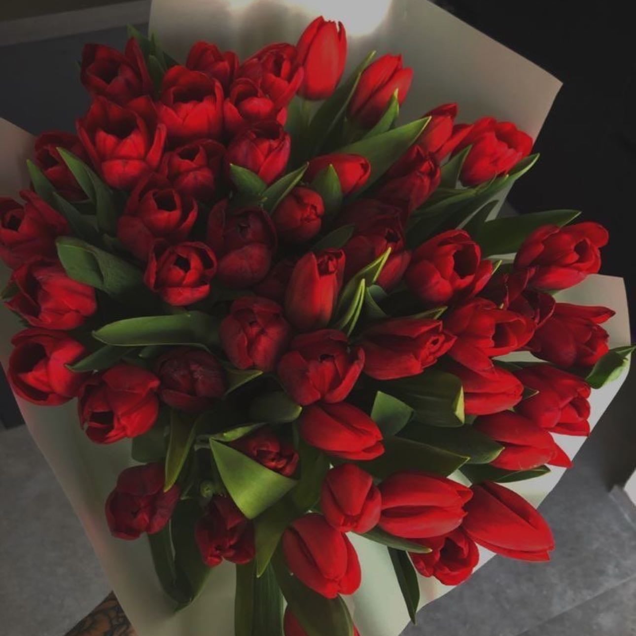 Red tulips - declaration of love