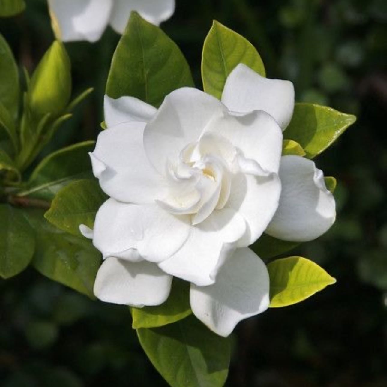 Gardenias - The unspoken loved