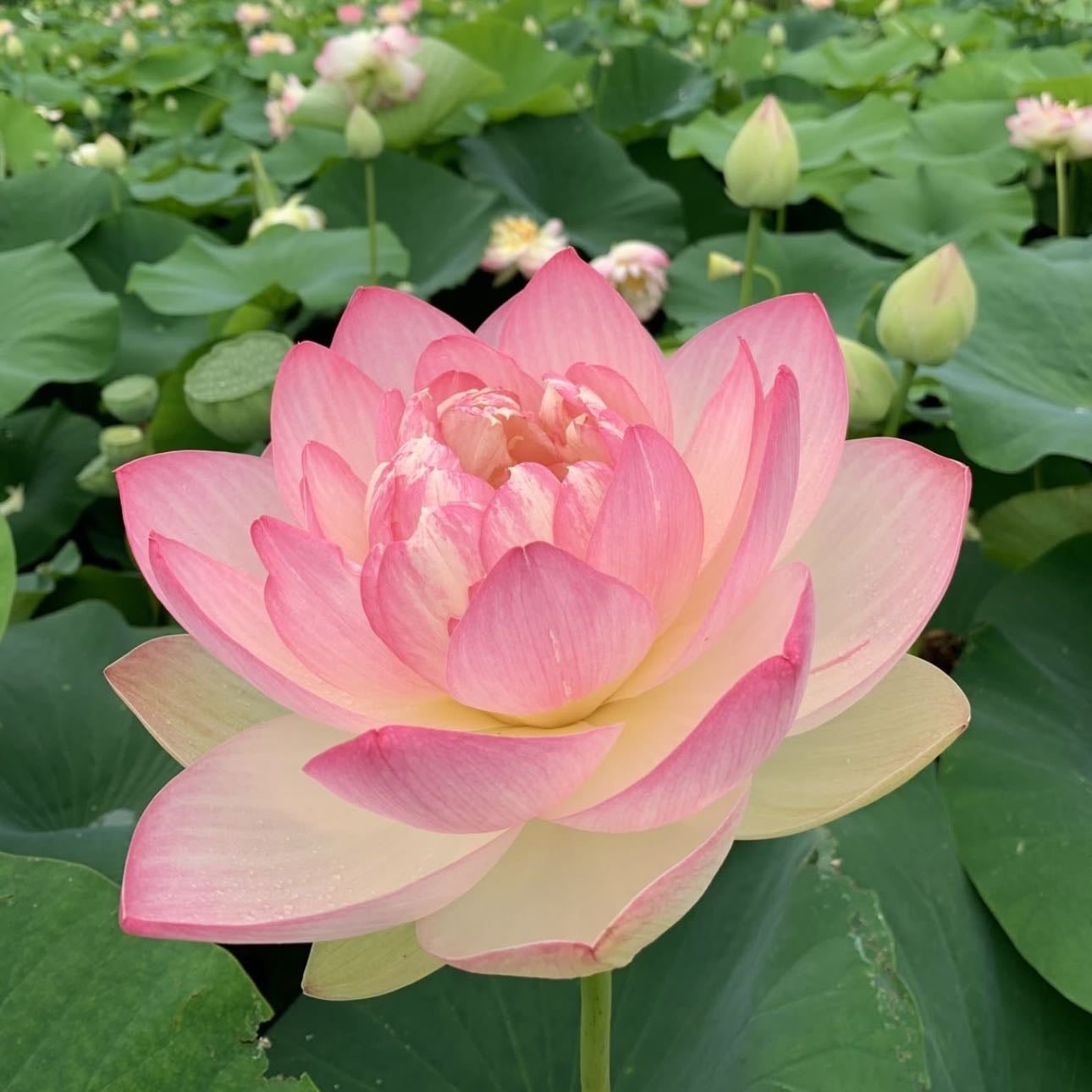 Lotus Flower - Rebirth, auto regeneration, purity and lighting