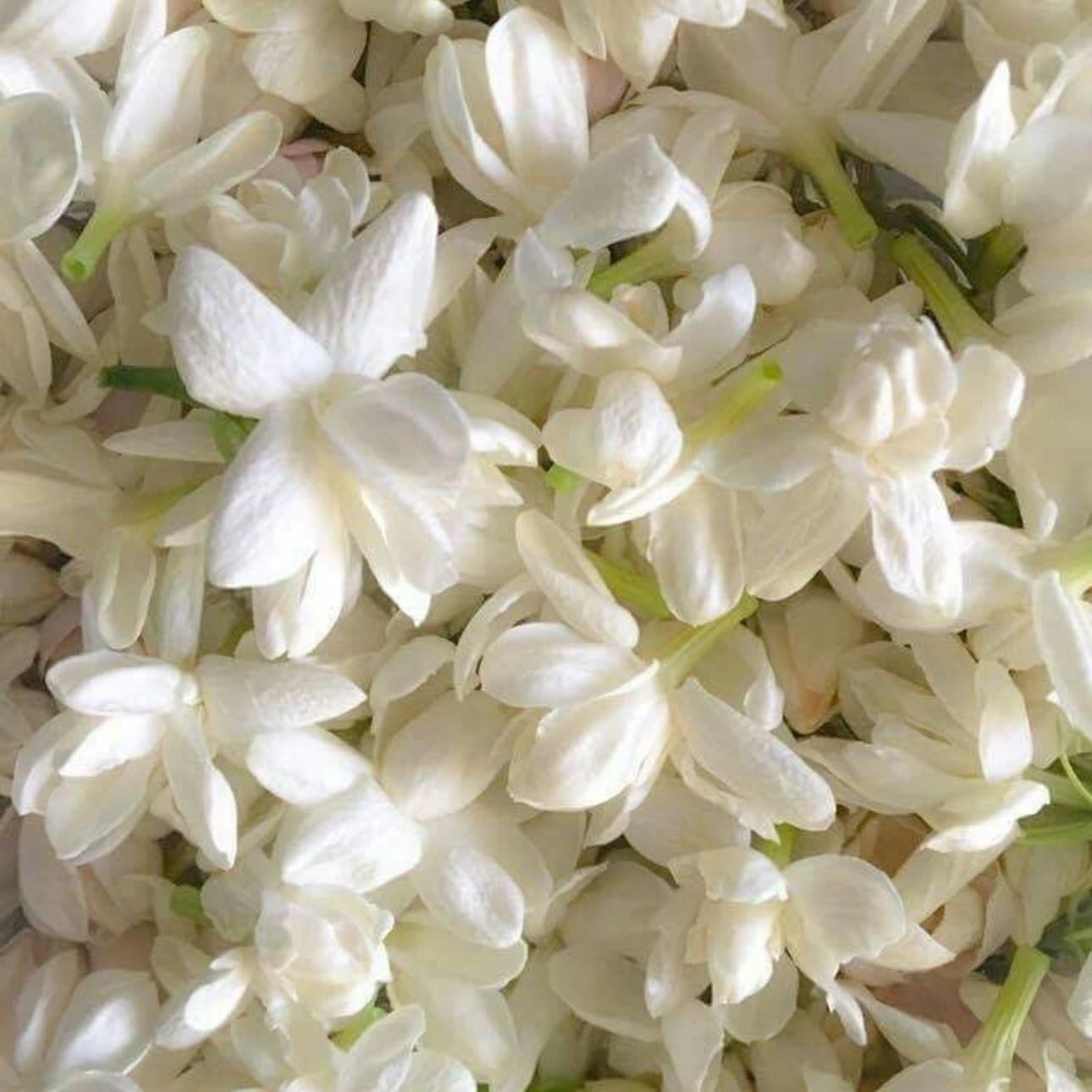 White Jasmine - Sweet love