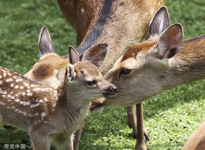 Deer Park - Nara
