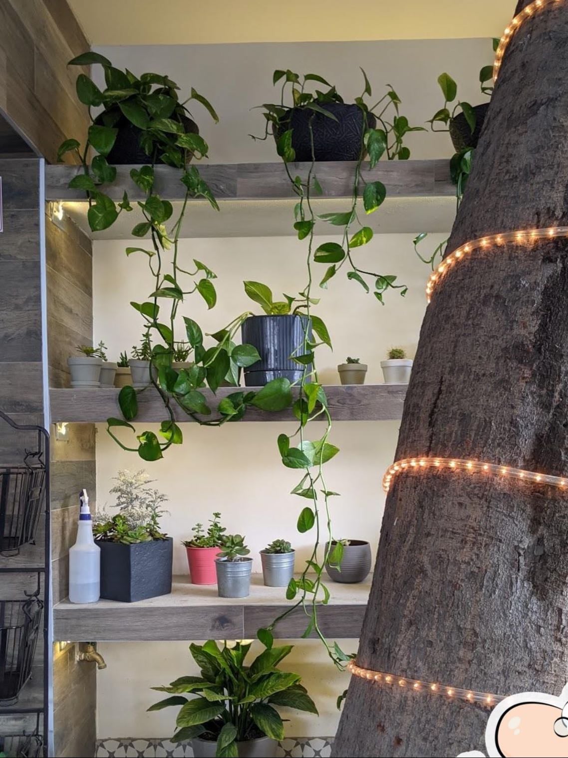 Regenerativo Coffee & Wellness Bar
