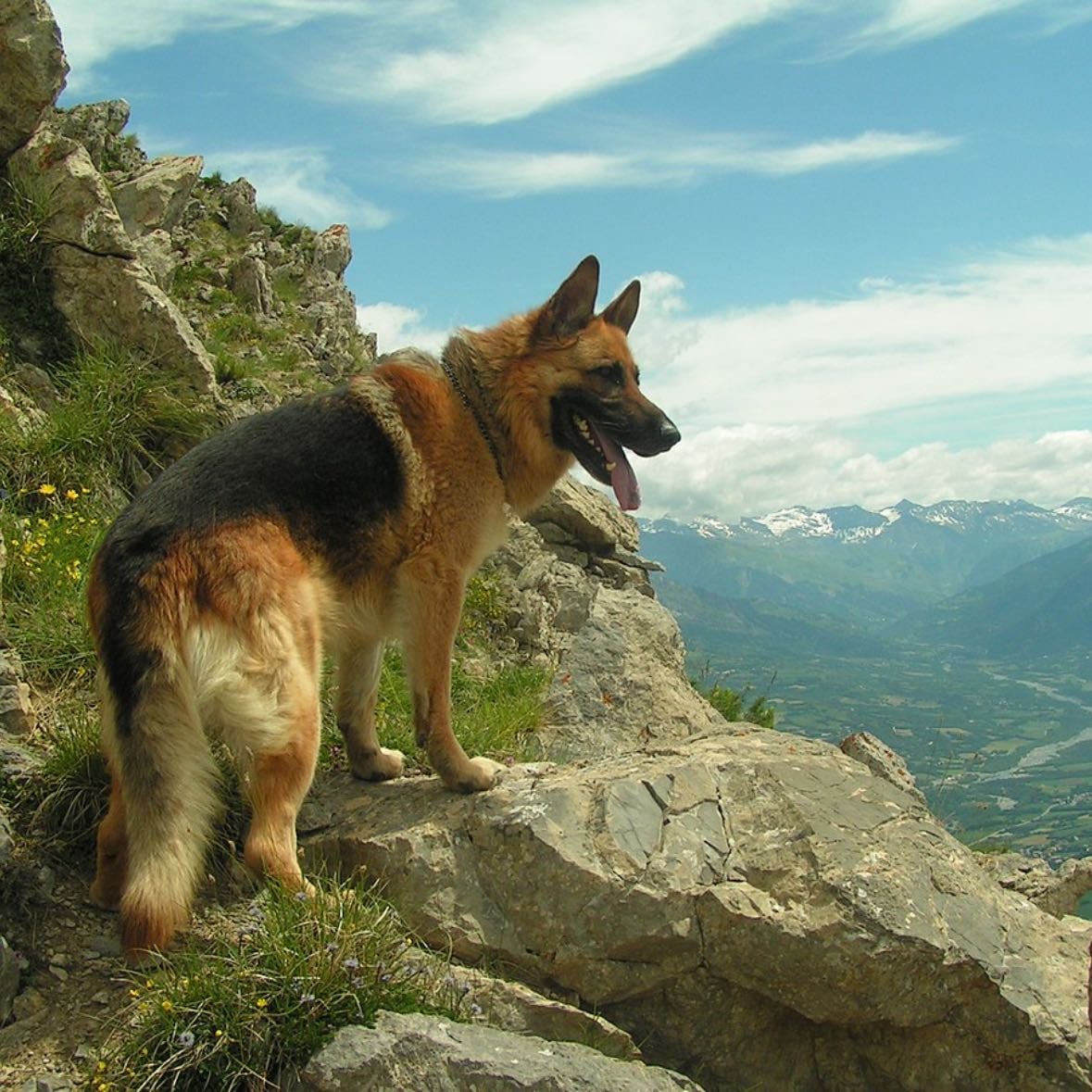 Berger allemand