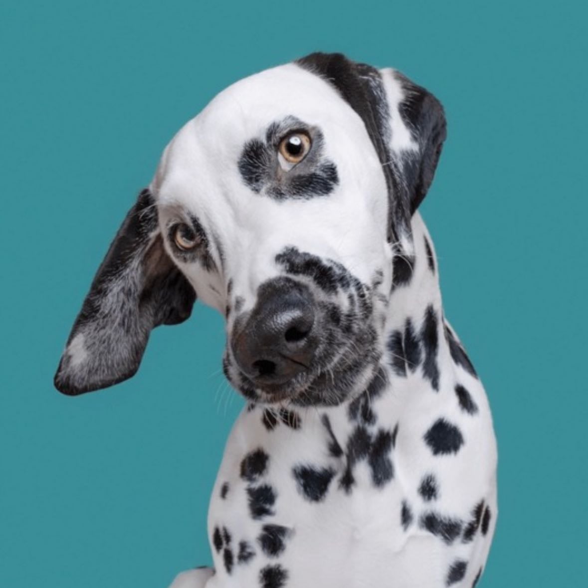Dalmatien