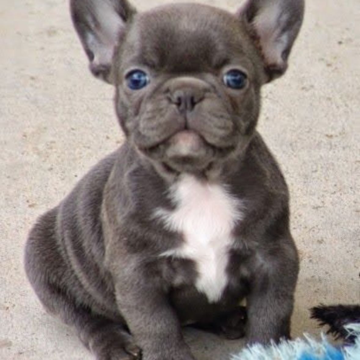 Bouledogue français