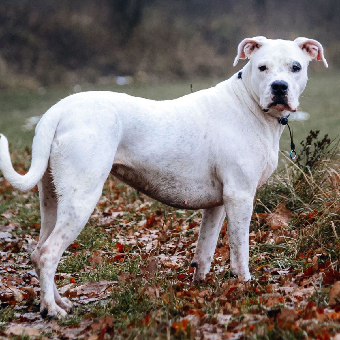 Dog argentin