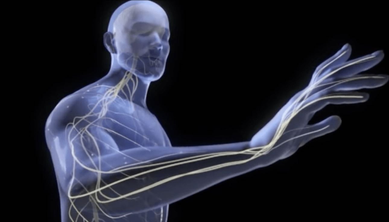 Fisiología del dolor y de la percepción