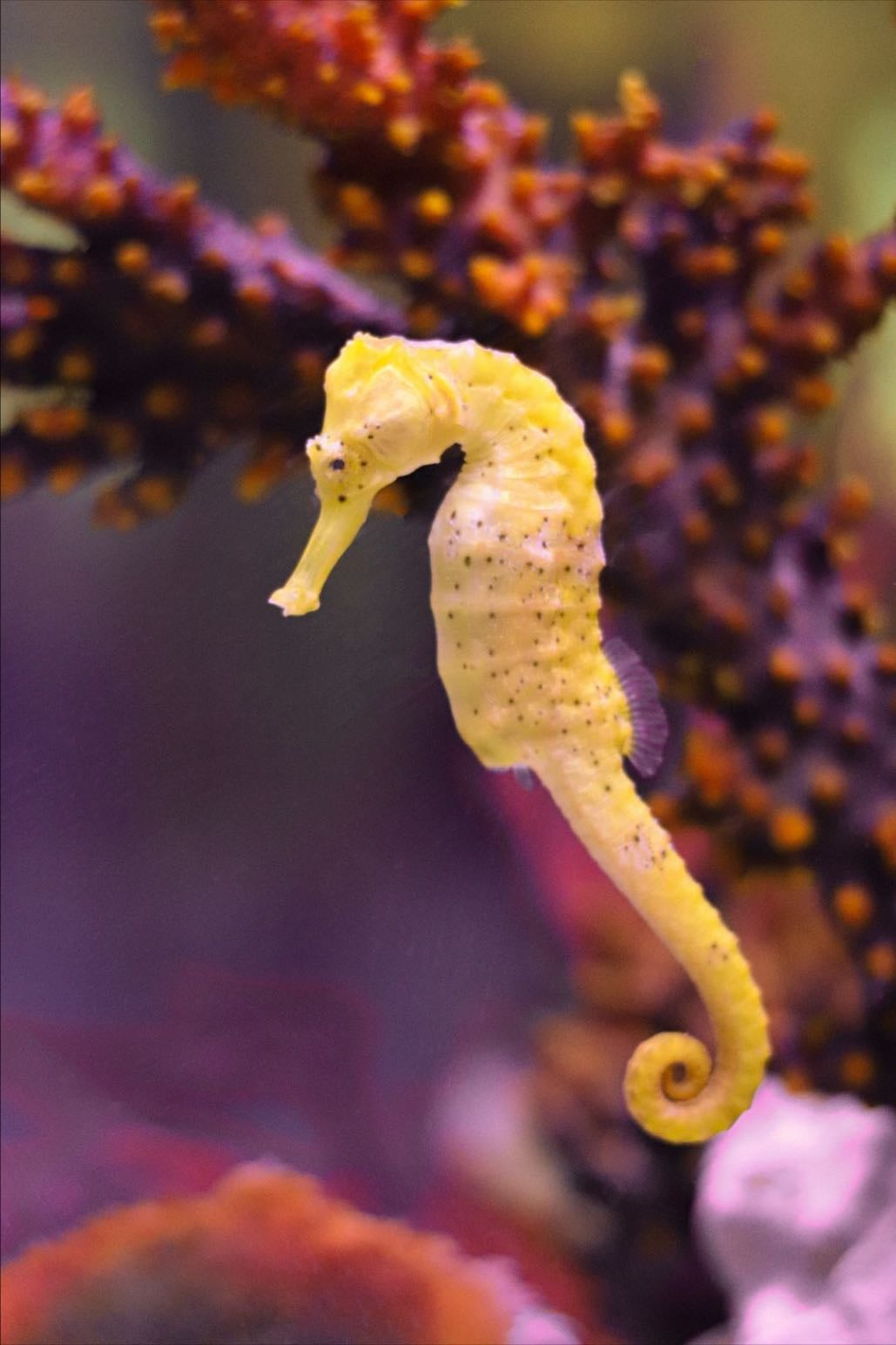 seahorse