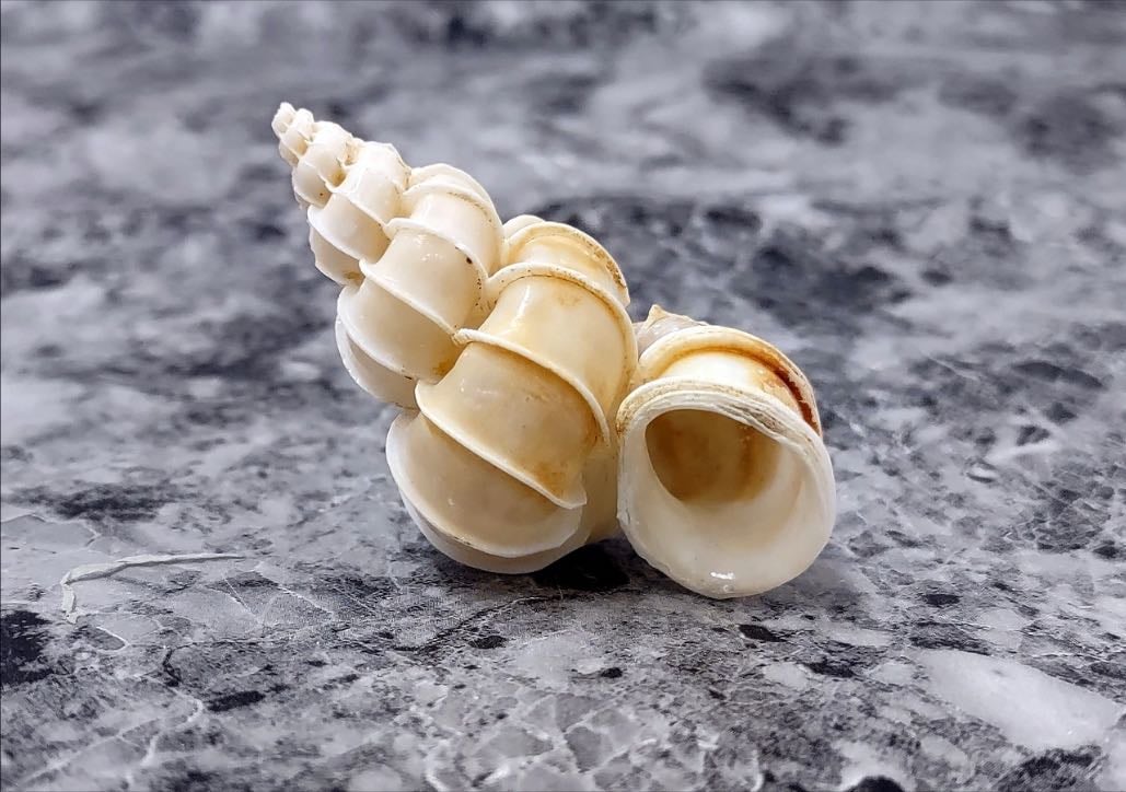 seashells