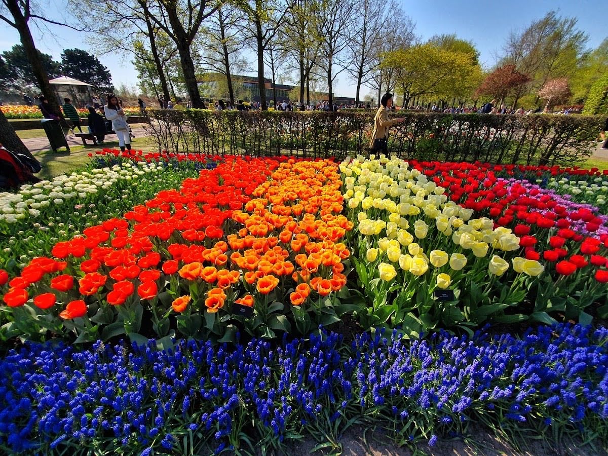 Lisse