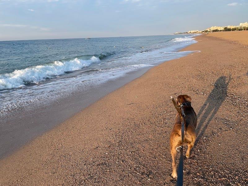 Malgrat de Mar dog beach