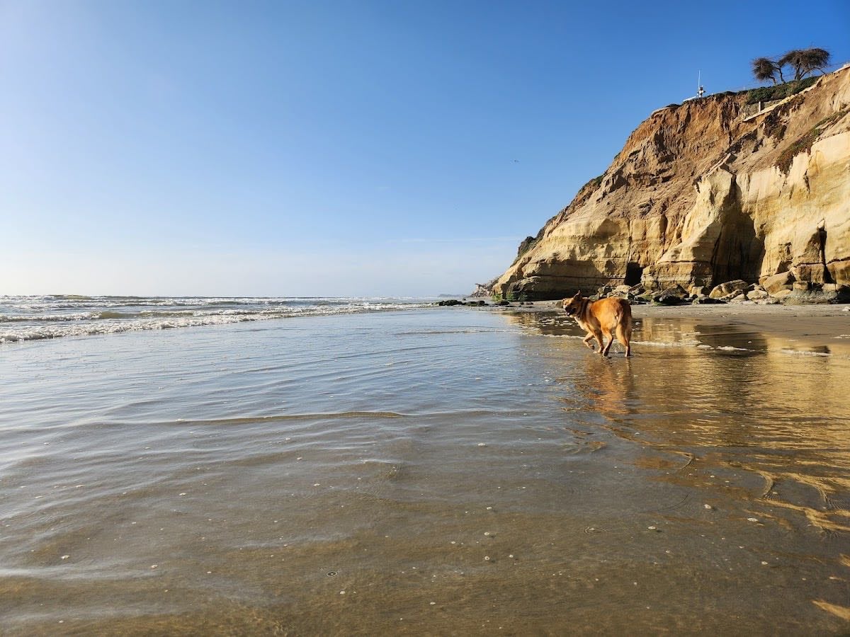 Dog Beach