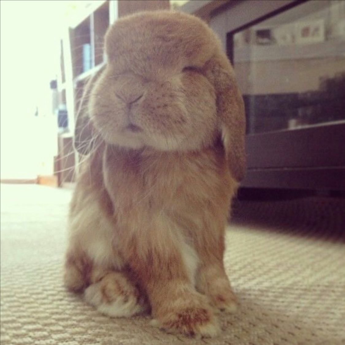bunnies - los fakin conegos bellos los amo peluditos