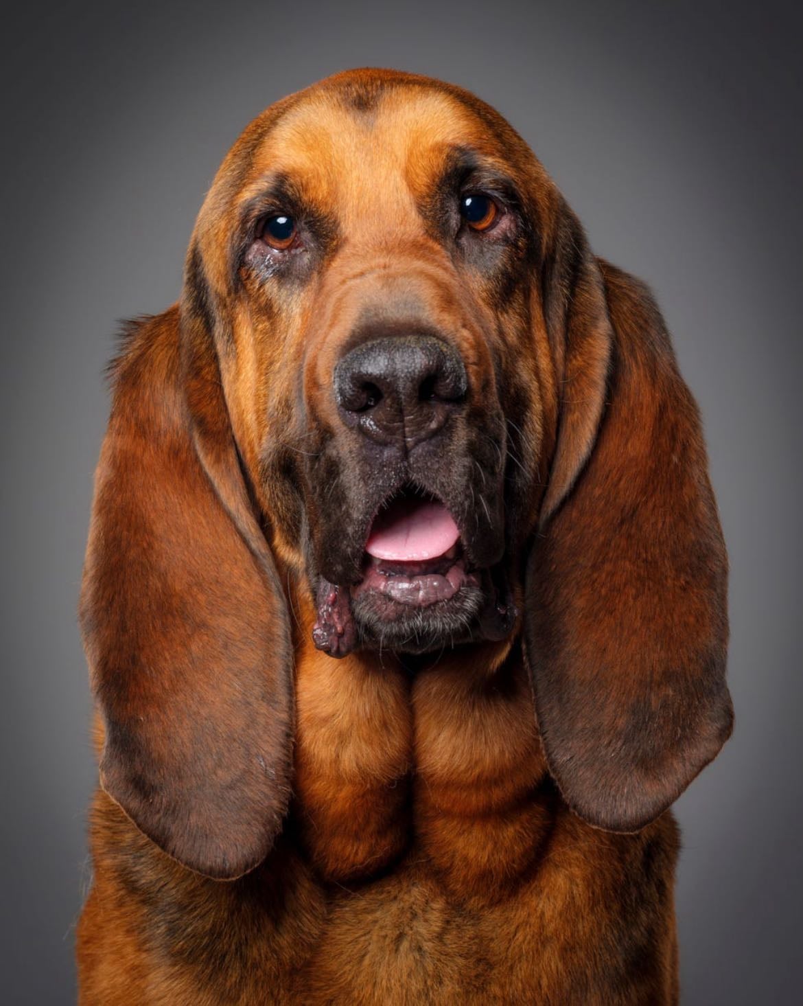 Ain’t nothing but a hound dog girl on TikTok