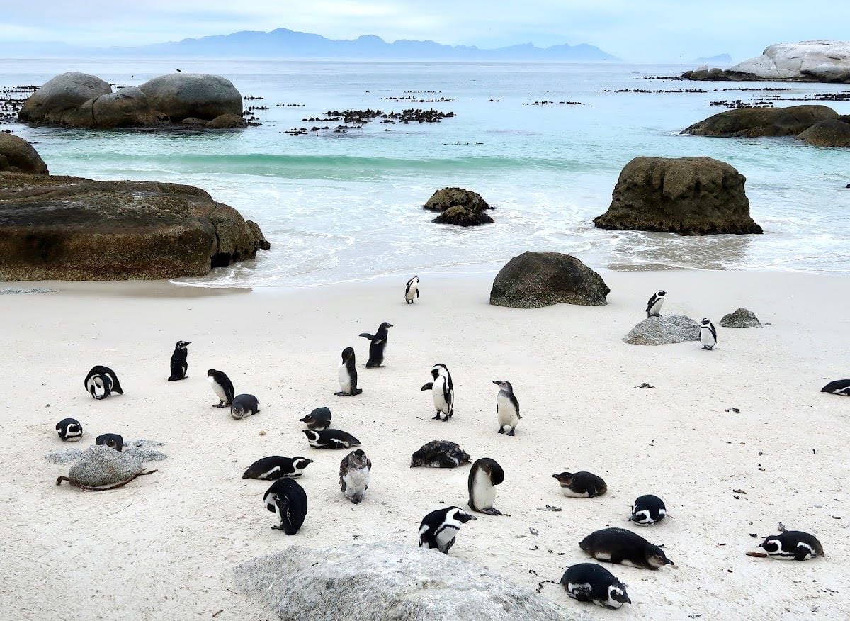 Boulders Beach - penguin watching