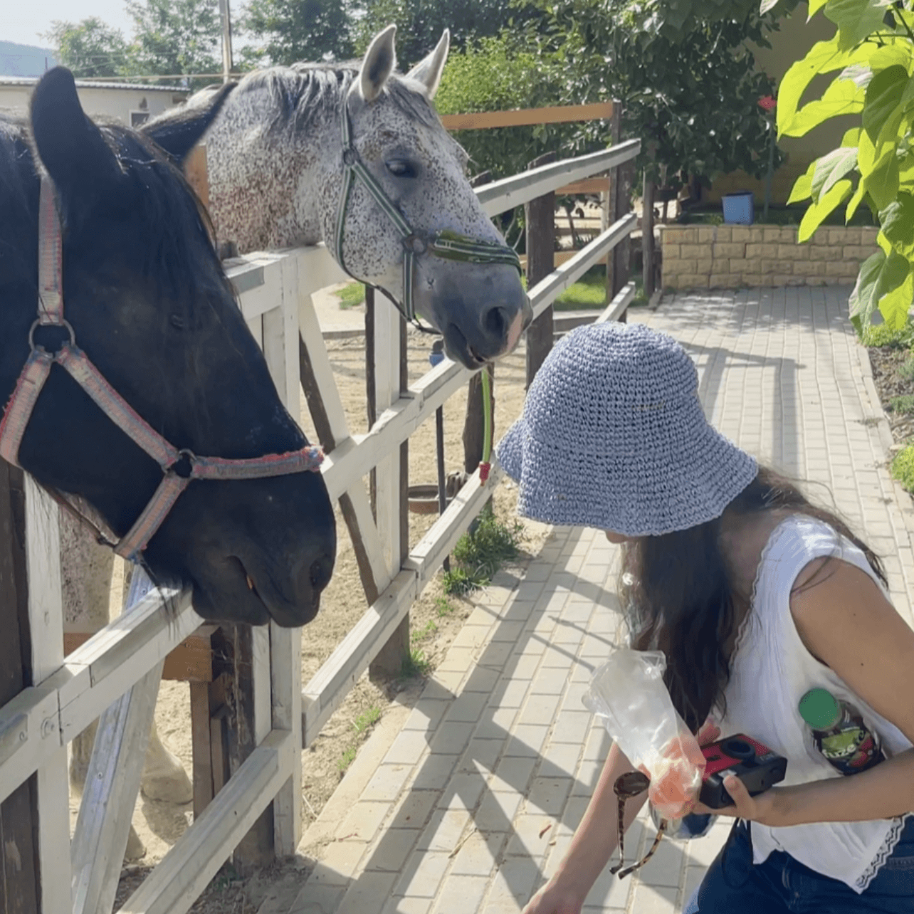 Zoo of Chisinau - feed horses, ducks and chickies