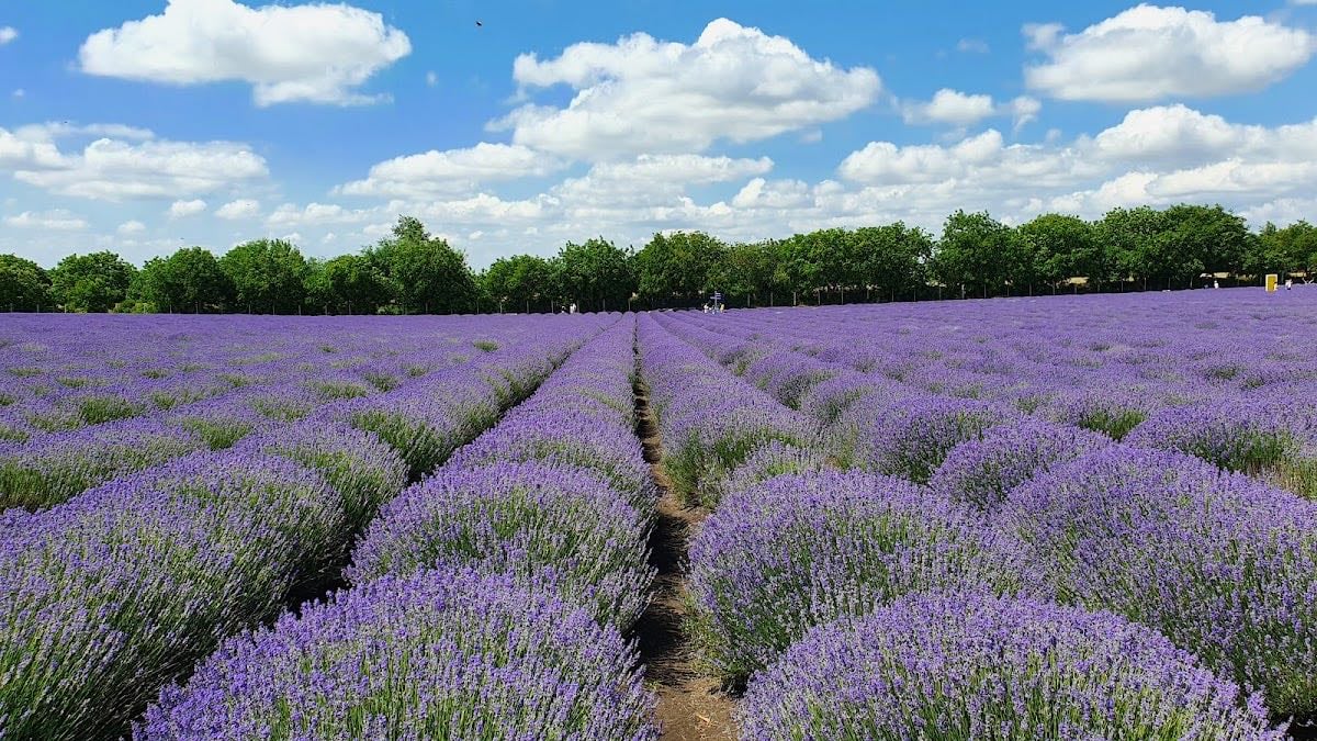 Lavandița - farm full of lavenders