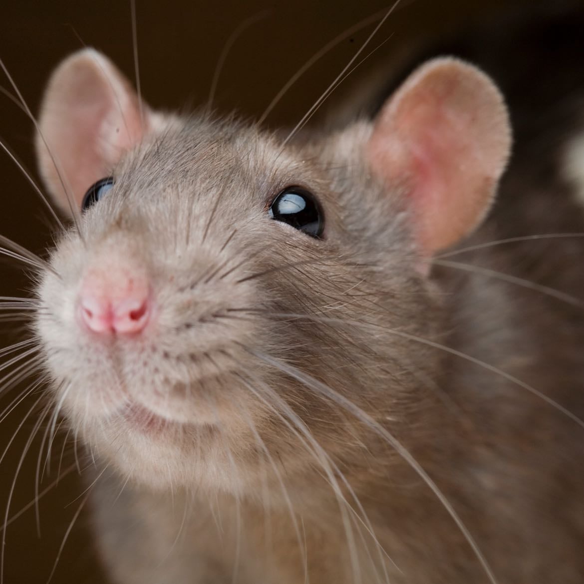 Rats - They are pretty smart and social. Psychologists loved to train them on their classic conditioning experiments. And they are also really clean animals, despite the popular belief.