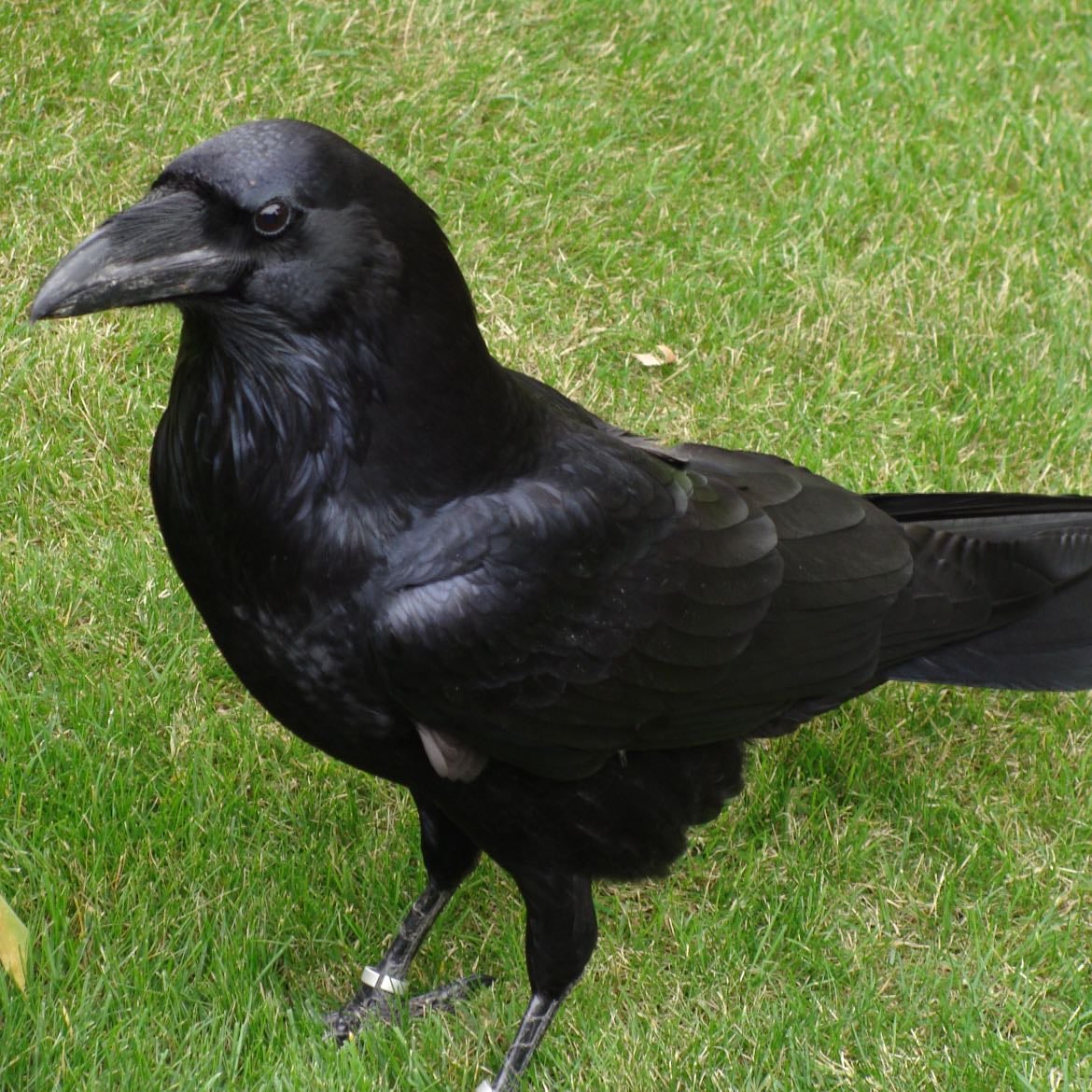 Crows - Smart and friendly! I love โem :)