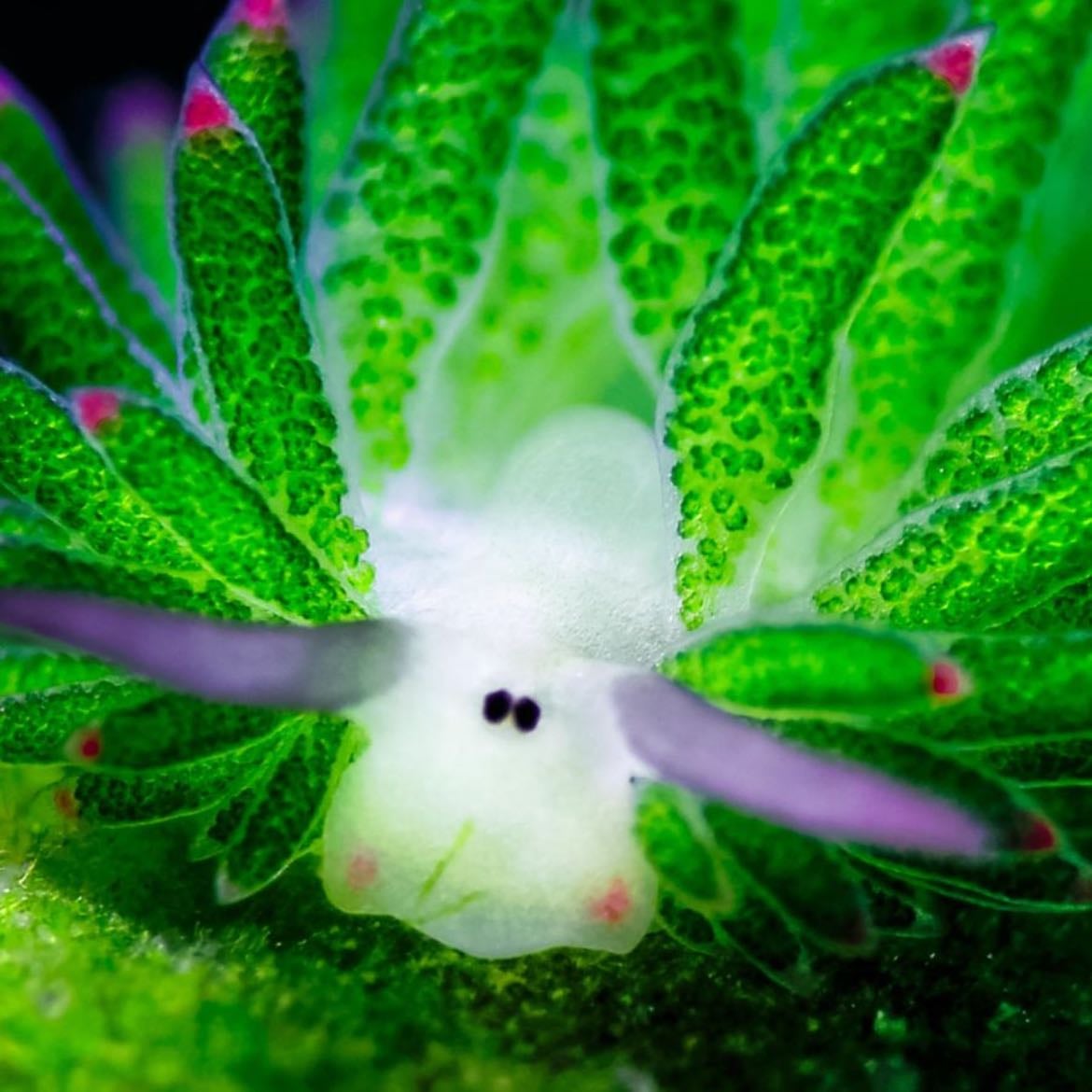 Leaf sheep - It looks like a pokemon and itโs the only animal on earth capable of doing the photosynthesis like a plant! Like how cool is that???