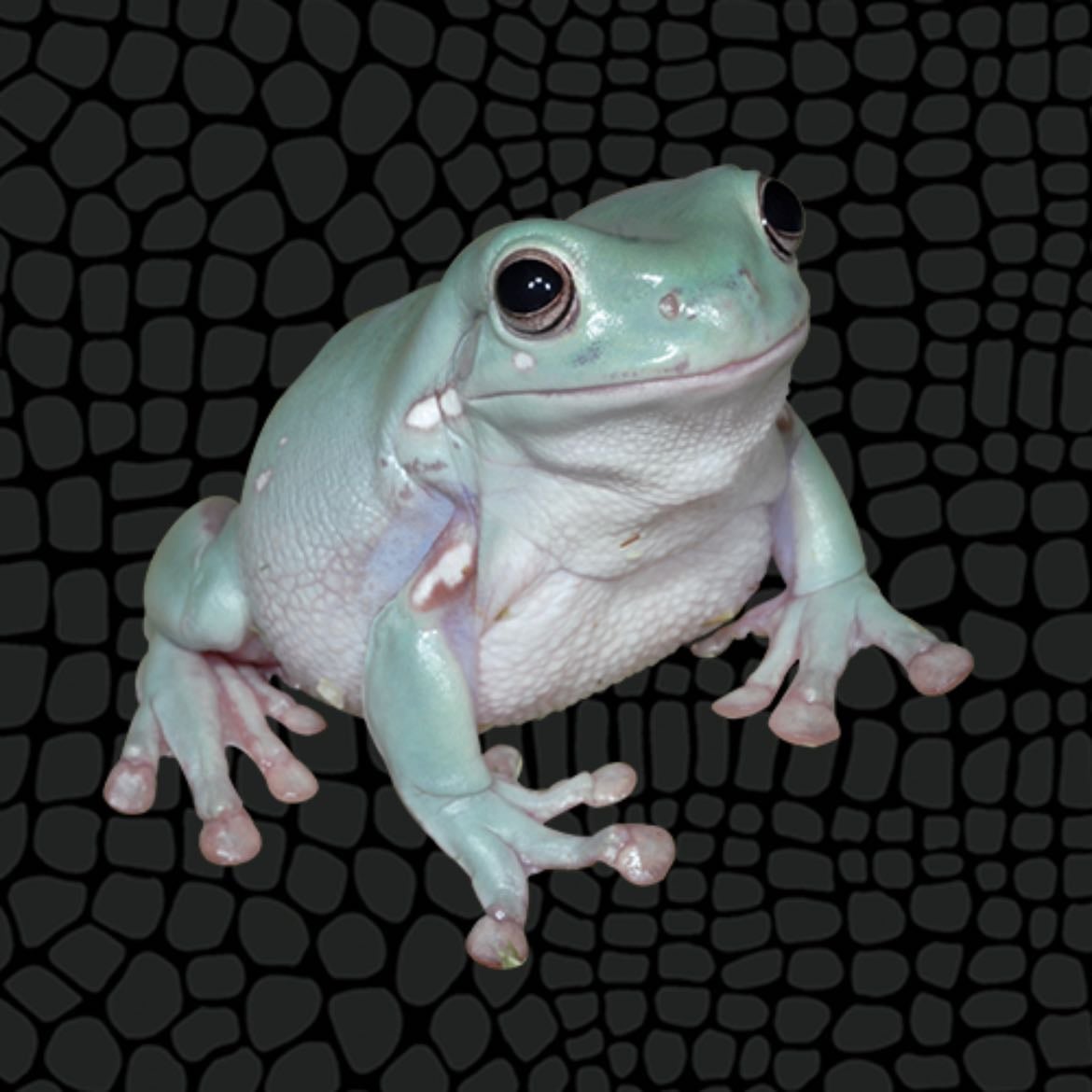 Frogs - Man, I Love Frogs