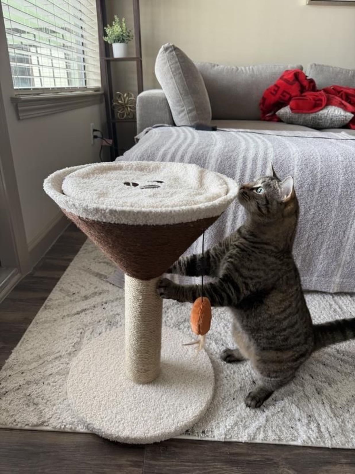 Espresso Martini scratcher