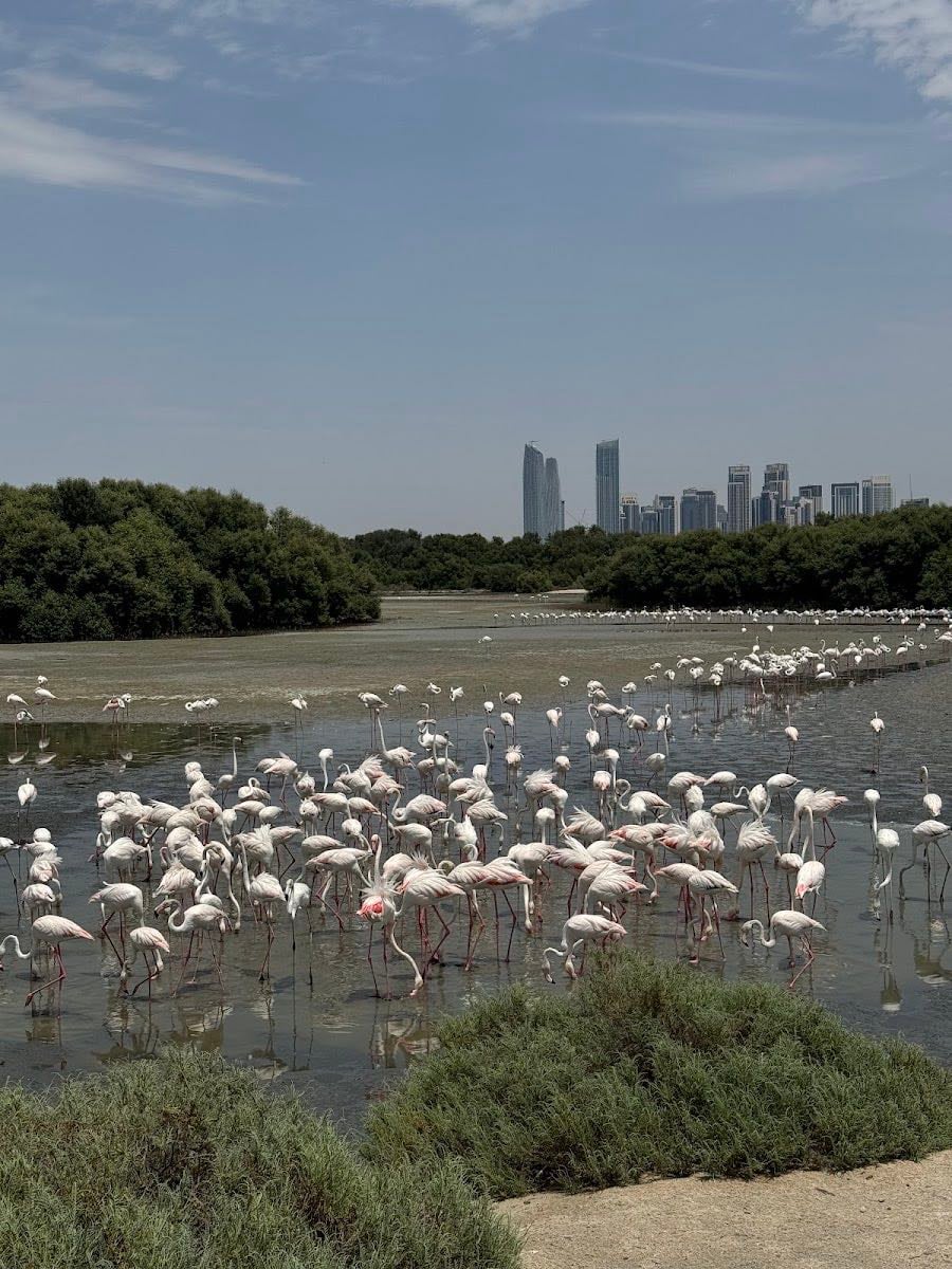 Flamingo Hide