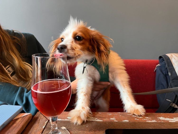Dingo Dog Brewing Company