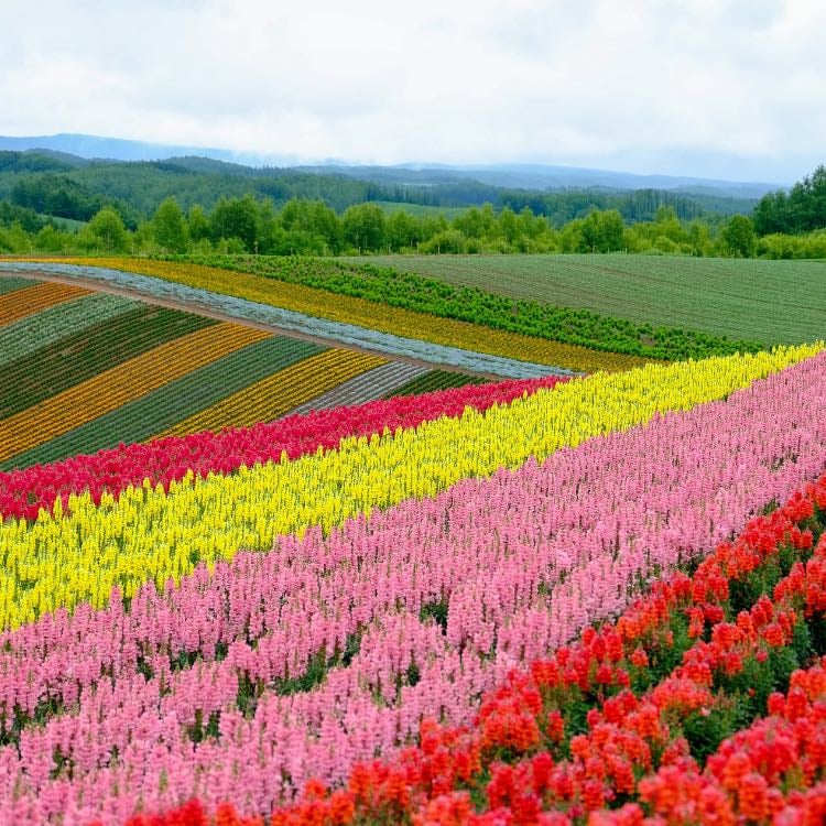 Hokkaido flower hill